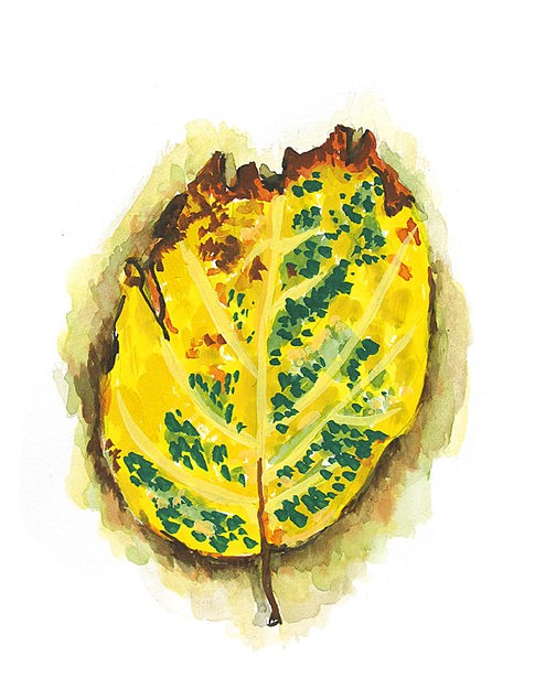 « Feuille » - 
Gouache sur papier - 
15 x 20 cm